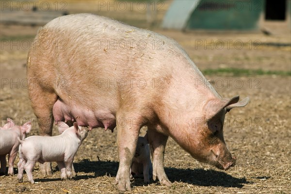Free-running suckling piglets with sow