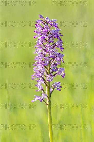 Military orchid