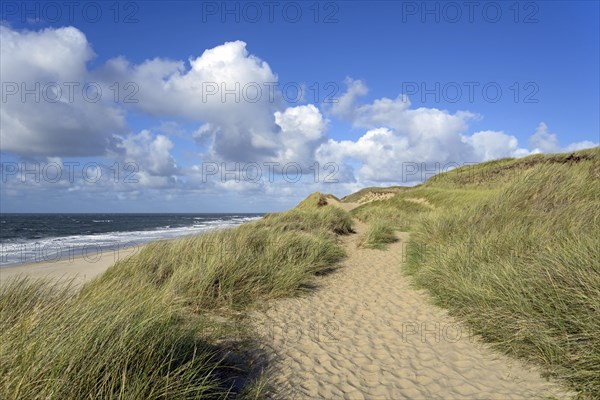 Way through the dunes between Wenningstedt and Kampen