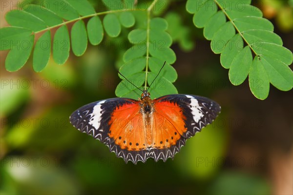 Leopard Lacewing