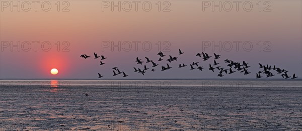 Bird flock flying wild geese