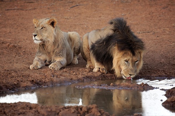 Kalahari lion