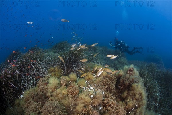 Diver with shoal of fish Salema porgies