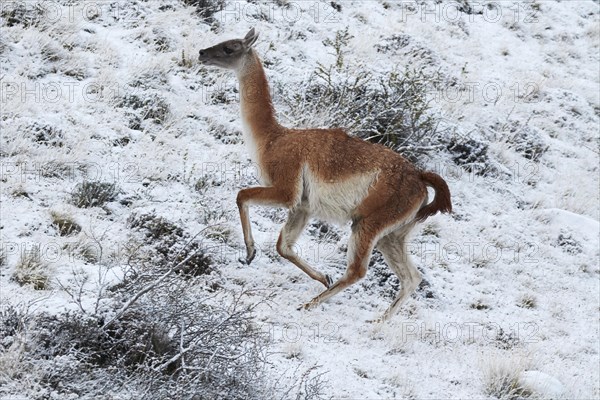 Guanaco