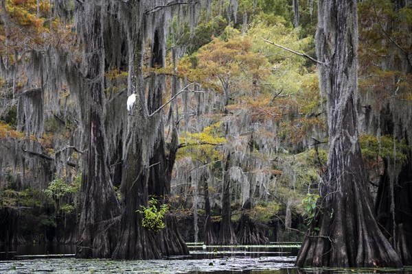 Bald cypresses