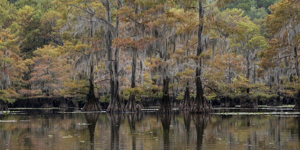 Bald cypresses