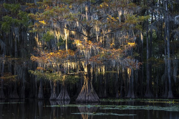 Bald cypresses