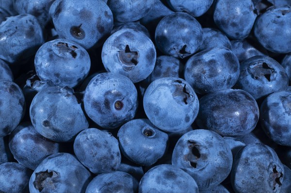 Northern highbush blueberries