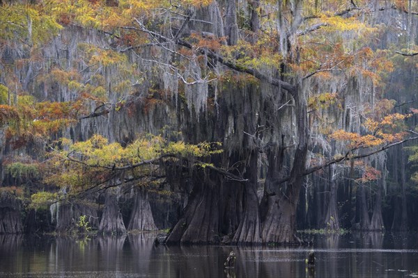 Bald cypresses