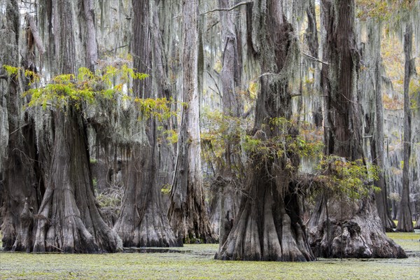 Bald cypresses