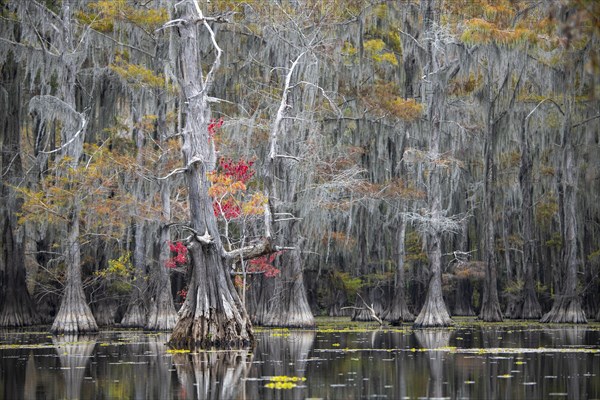 Bald cypresses