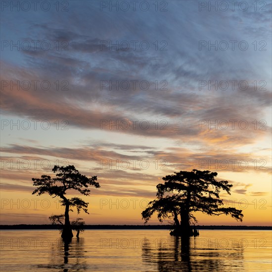 Bald cypresses