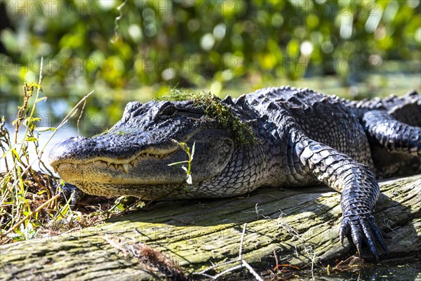 American alligator