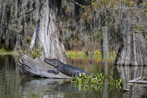 American alligator