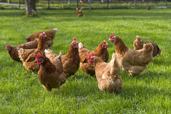 Free-range chickens