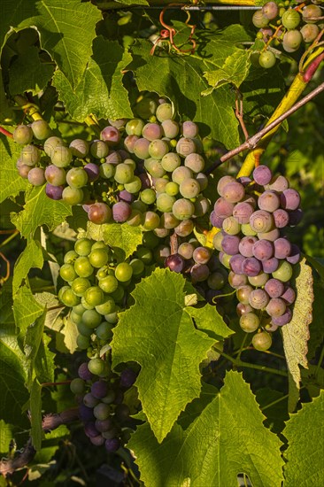 Clusters of blue Grapes on the vines