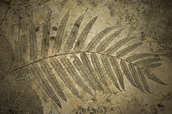 Floor with impression of a fern