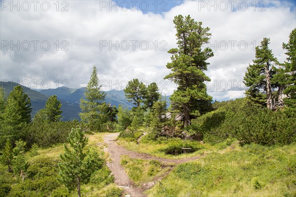 Arolla pine pine forest