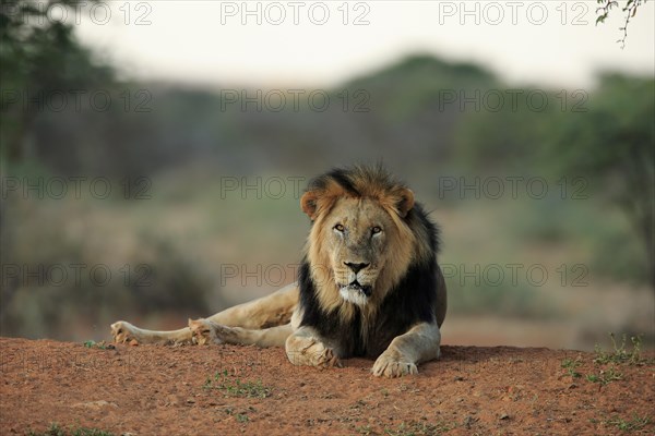 Kalahari lion