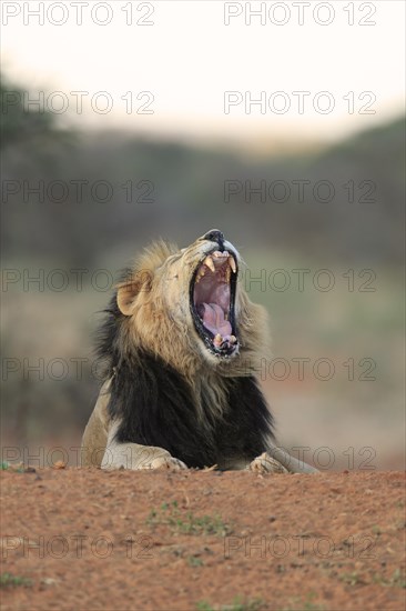 Kalahari lion