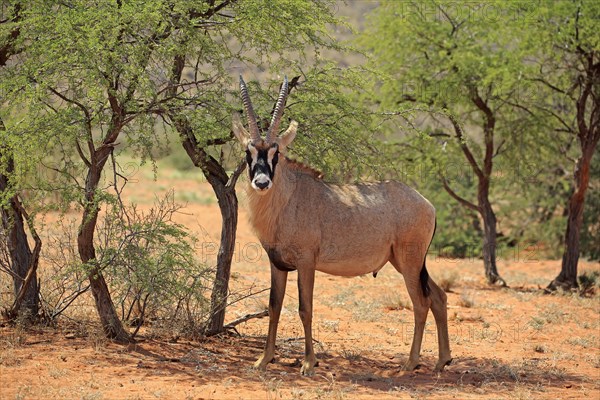 Roan Antelope