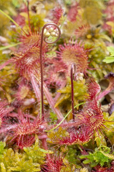 Common sundew