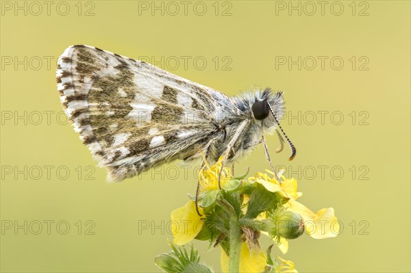 Oberthuer's grizzled skipper