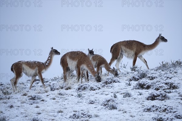 Guanacos
