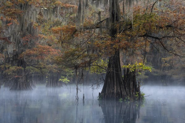 Bald cypresses