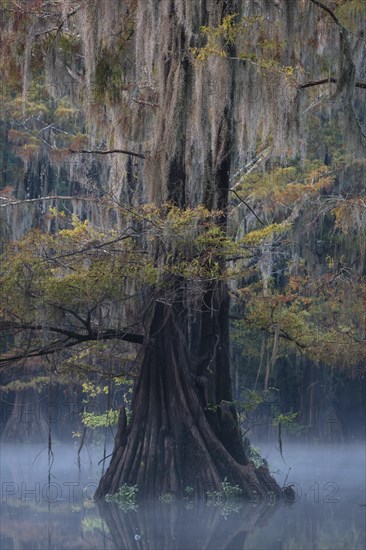 Bald cypresses