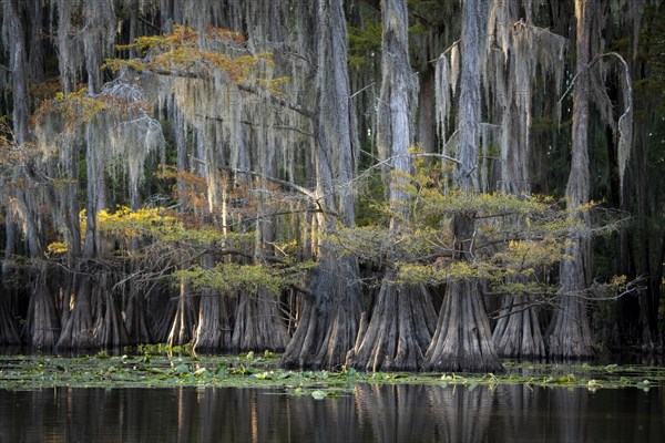 Bald cypresses