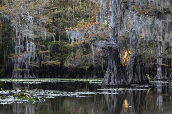 Bald cypresses