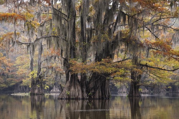 Bald cypresses