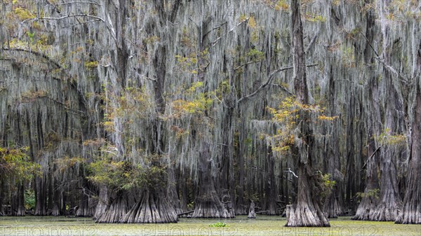 Bald cypresses