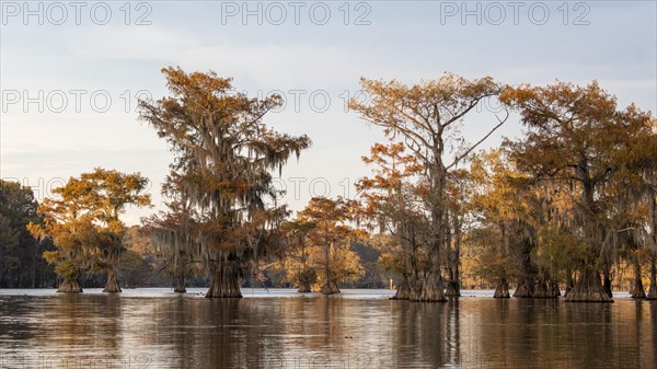 Bald cypresses