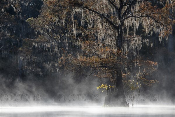 Bald cypress