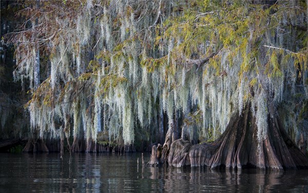 Bald cypress