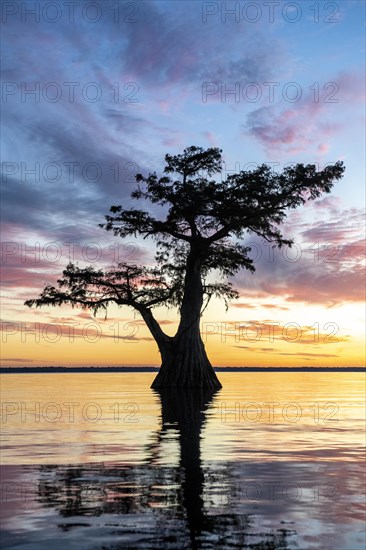 Single Bald cypress