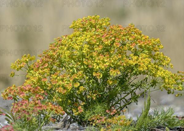 Cypress Spurge