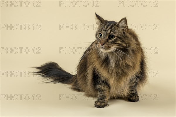 Norwegian Forestcat