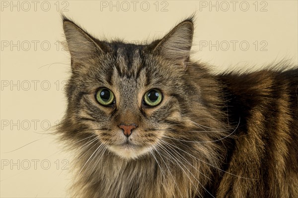 Norwegian Forestcat