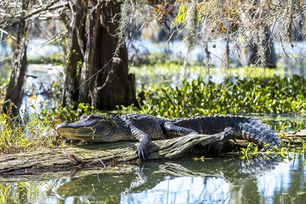 American alligator