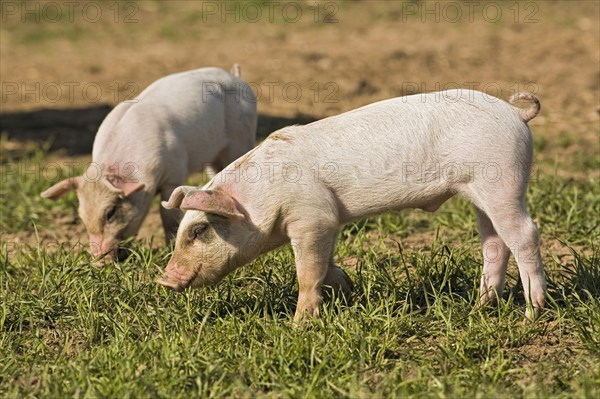 Piglets in the grass