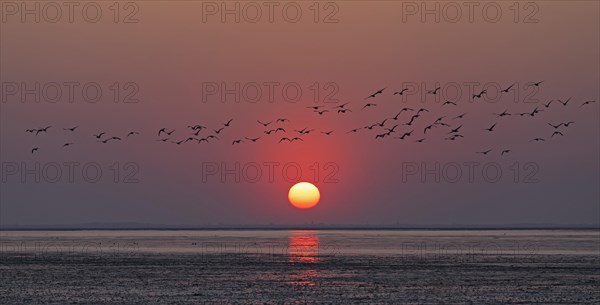 Bird flock flying wild geese