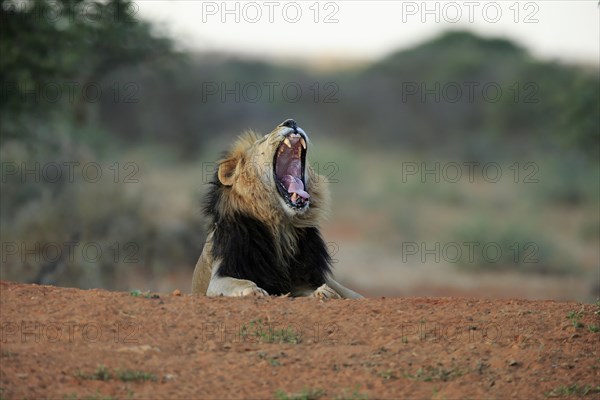 Kalahari lion