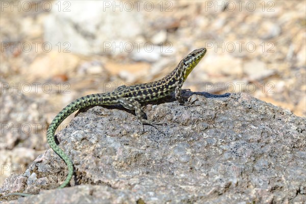 Endemic Tyrrhenian wall lizard