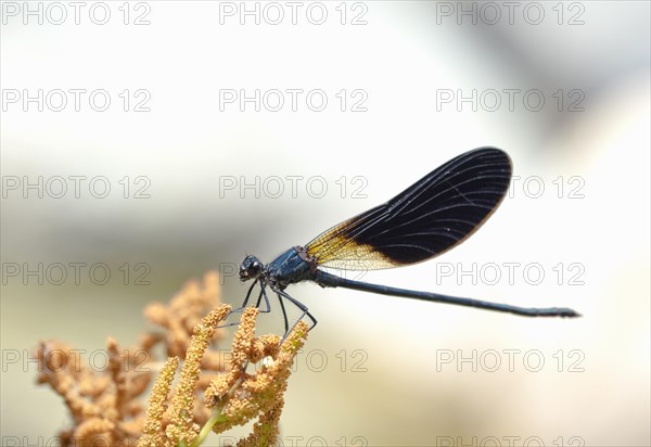 Southern beautiful demoiselle