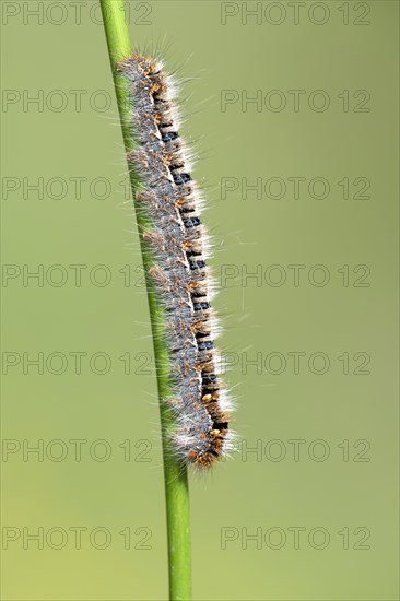 Oak eggar