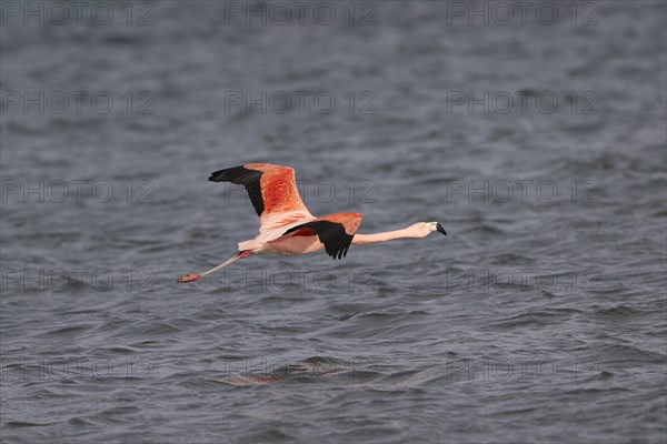 Chilean flamingo