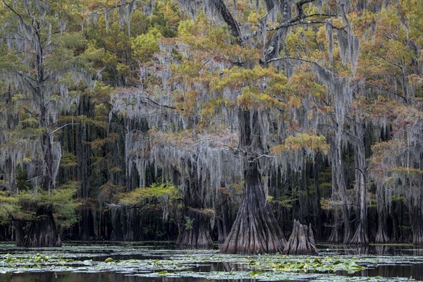 Bald cypresses